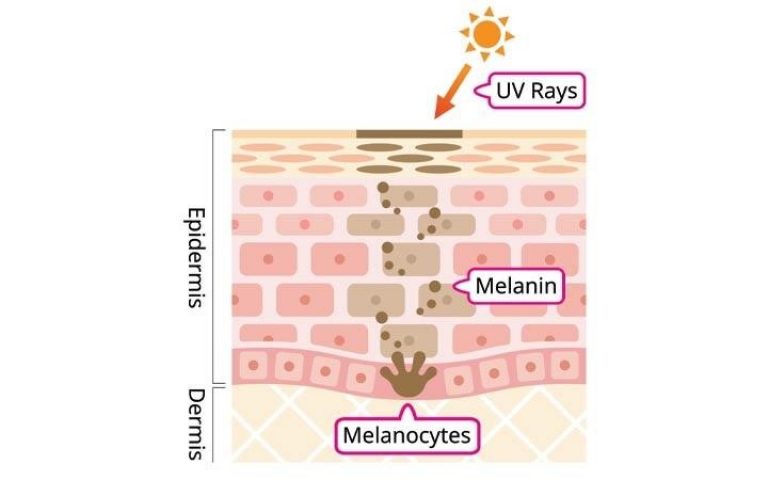 Different Types of Skin Lightening Agents - Bansal Trading Company